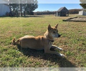 Mother of the Shiba Inu puppies born on 09/19/2023