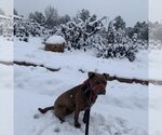 Small Photo #9 American Pit Bull Terrier Puppy For Sale in Kanab, UT, USA