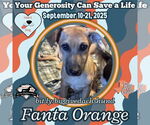 Small Photo #5 Dachshund-Unknown Mix Puppy For Sale in San Antonio, TX, USA