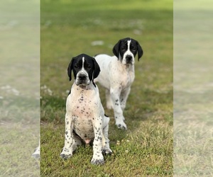 Pointer Puppy for sale in Astorville, Ontario, Canada