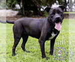 Small #14 Mutt