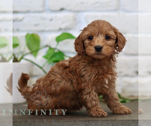 Medium Photo #3 Goldendoodle (Miniature) Puppy For Sale in NARVON, PA, USA