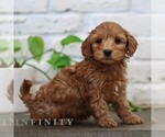 Small #2 Goldendoodle (Miniature)