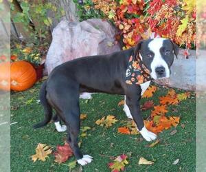 American Bulldog-Unknown Mix Dogs for adoption in Oklahoma City, OK, USA