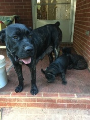 Mother of the Cane Corso puppies born on 08/15/2016