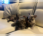 Small Photo #1 French Bulldog Puppy For Sale in GLENWOOD, NJ, USA