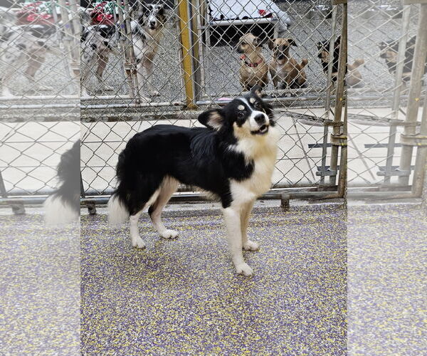 Medium Photo #2 Chihuahua-Unknown Mix Puppy For Sale in Metairie, LA, USA