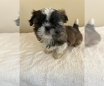 Small Photo #4 Shih Tzu Puppy For Sale in BALL GROUND, GA, USA