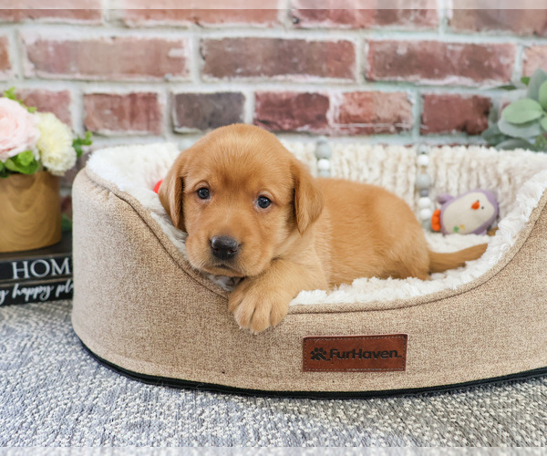 Medium Photo #1 Labrador Retriever Puppy For Sale in SYRACUSE, IN, USA