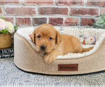 Small Labrador Retriever