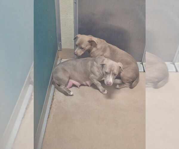 Medium Photo #1 Dachshund-Weimaraner Mix Puppy For Sale in Texas City, TX, USA
