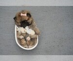Small Photo #13 Pomeranian Puppy For Sale in PEMBROKE PINES, FL, USA