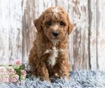 Small #3 Goldendoodle (Miniature)