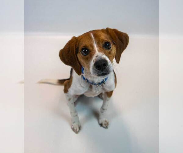 Medium Photo #5 Beagle Puppy For Sale in Kennesaw, GA, USA