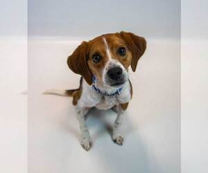 Tyrone - Male Beagle Dog for Adoption - Photo #5