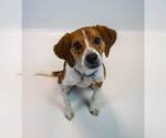Small #4 Beagle