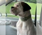 Small Photo #1 Boxer Puppy For Sale in LAURENS, SC, USA