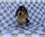 Small #2 Beagle