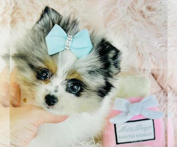 Medium Photo #19 Pomeranian Puppy For Sale in FT LAUDERDALE, FL, USA