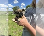 Puppy Emma French Bulldog