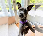Small Mutt