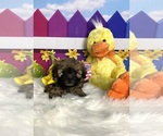 Small Photo #4 Zuchon Puppy For Sale in CHICO, CA, USA