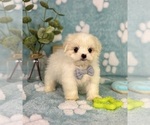 Small #1 Mal-Shi