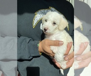 Maltipoo Puppy for sale in SAN JOSE, CA, USA