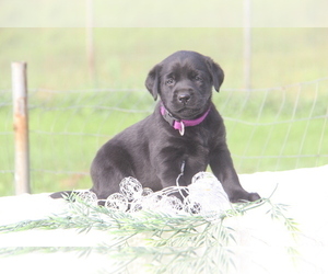 Labrador Retriever Puppy for sale in HYDE PARK, VT, USA