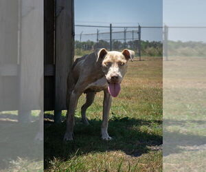 Mutt Dogs for adoption in Abbeville, LA, USA