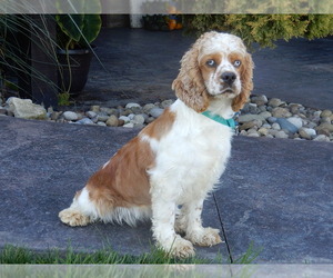 Mother of the Cockapoo (Miniature) puppies born on 03/16/2026