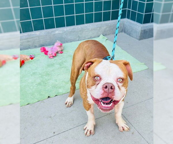 Medium Photo #2 American Bulldog Puppy For Sale in Rancho Cucamonga, CA, USA