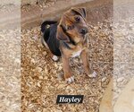 Small Photo #1 Mutt Puppy For Sale in Granbury, TX, USA