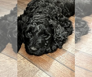 Goldendoodle Puppy for sale in NORTHLAKE, TX, USA