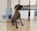 Small Photo #1 Great Dane Puppy For Sale in SHIPPENSBURG, PA, USA