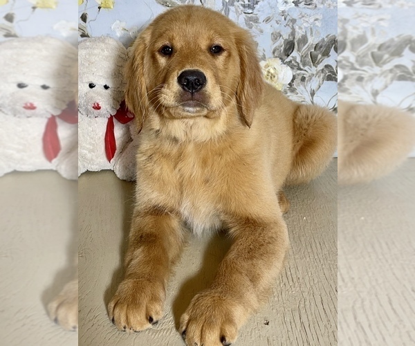 Medium Photo #8 Golden Retriever Puppy For Sale in AMITY, AR, USA