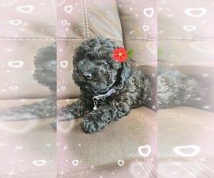 Poodle (Miniature) Puppy for sale in GASTON, SC, USA