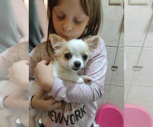 Father of the Chihuahua puppies born on 05/24/2025