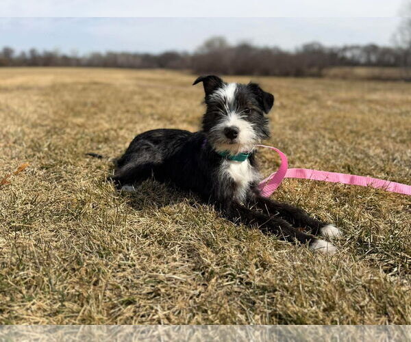 Medium Photo #2 Mutt Puppy For Sale in Minneapolis, MN, USA