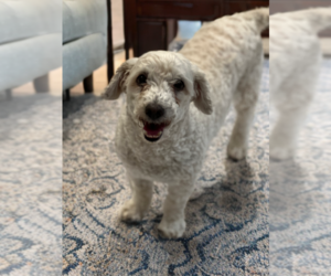 Maltipoo Dogs for adoption in Phoenix, AZ, USA