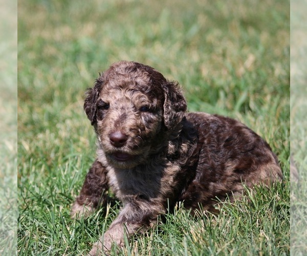 Medium Photo #62 Goldendoodle Puppy For Sale in HOWARD CITY, MI, USA