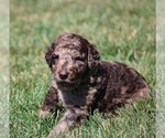 Small Photo #62 Goldendoodle Puppy For Sale in HOWARD CITY, MI, USA