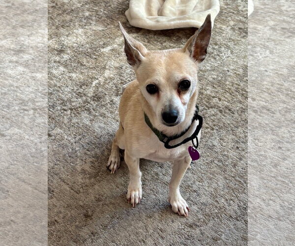 Medium Photo #2 Chihuahua-Unknown Mix Puppy For Sale in Aurora, CO, USA