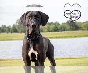 Great Dane Dogs for adoption in Lee's Summit, MO, USA