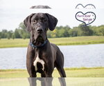 Small Great Dane