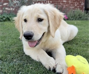 Golden Retriever Puppy for Sale in BAKERSFIELD, California USA