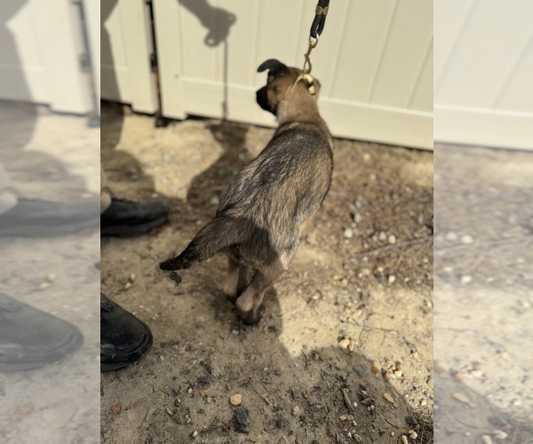 Medium Photo #24 German Malinois Puppy For Sale in GARLAND, NC, USA