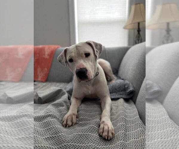 Medium Photo #6 Mutt Puppy For Sale in Boston, MA, USA