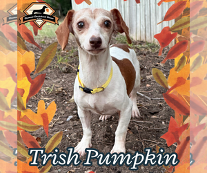 Dachshund Dogs for adoption in San Antonio, TX, USA
