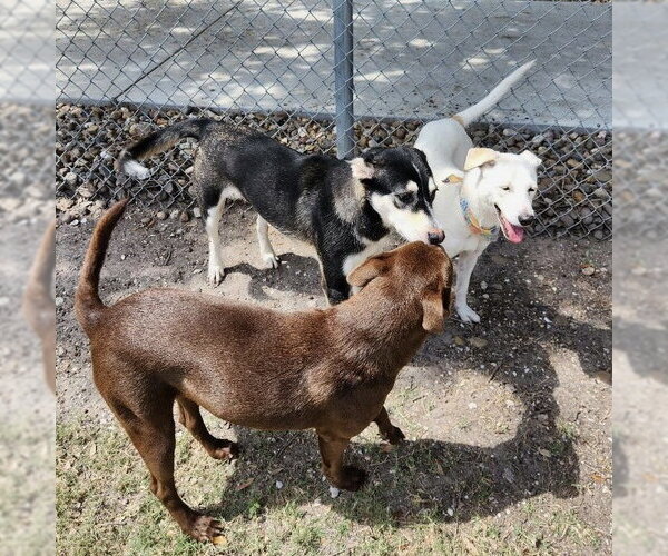Medium Photo #4 Chocolate Labrador retriever-Unknown Mix Puppy For Sale in Rockaway, NJ, USA